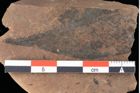 Foto (Detailansicht) von Rhytisma pythii Ettingshausen (NHMW-GEO-2024-0188-0076)